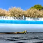 Wakacyjny Z Podgrzewanym Basenem I Jacuzzi Pod Gwiazdami, Studnica, Ińsko, Therapeutica Dom wakacyjny *